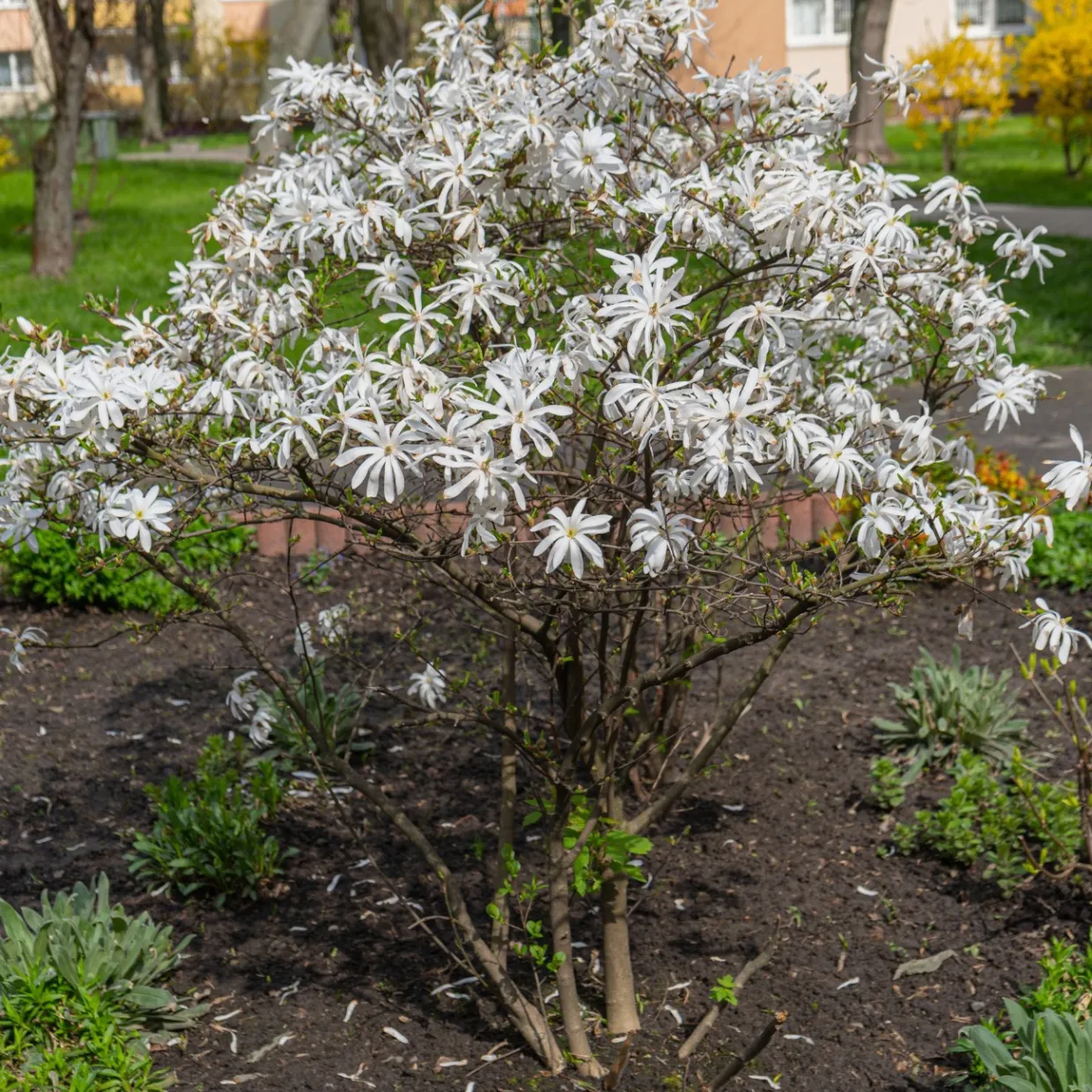 Stjärnmagnolia 80-100 cm