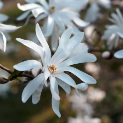 Stjärnmagnolia 80-100 cm