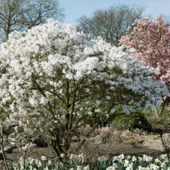 Stjärnmagnolia 80-100 cm