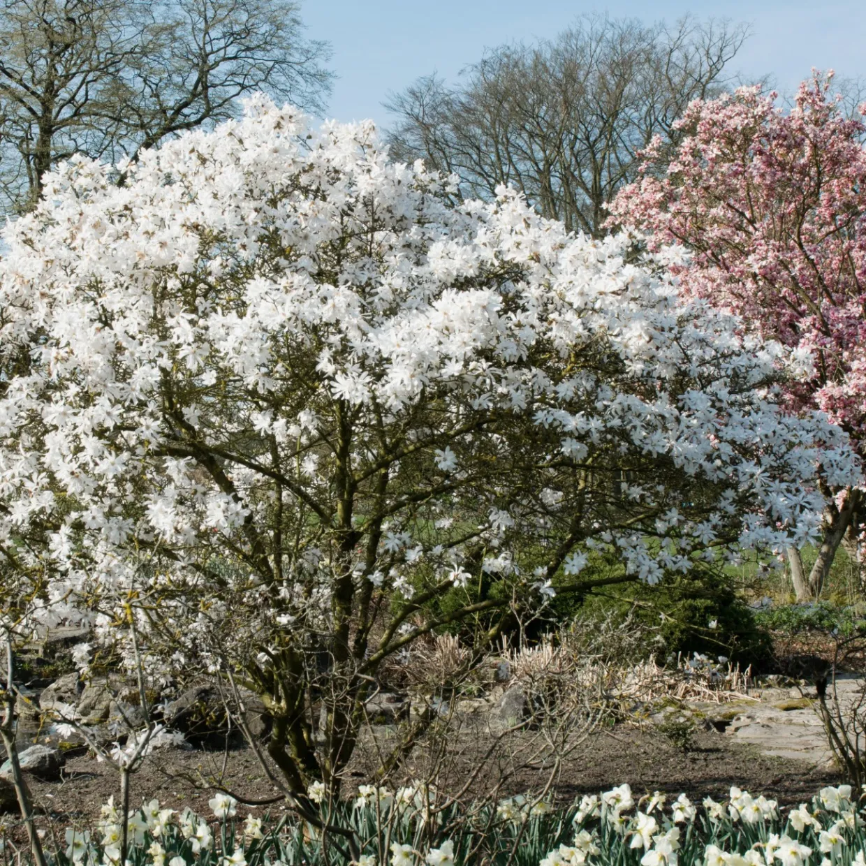 Stjärnmagnolia 80-100 cm