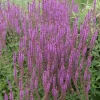 Stäppsalvia Amethyst