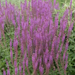 Stäppsalvia Amethyst