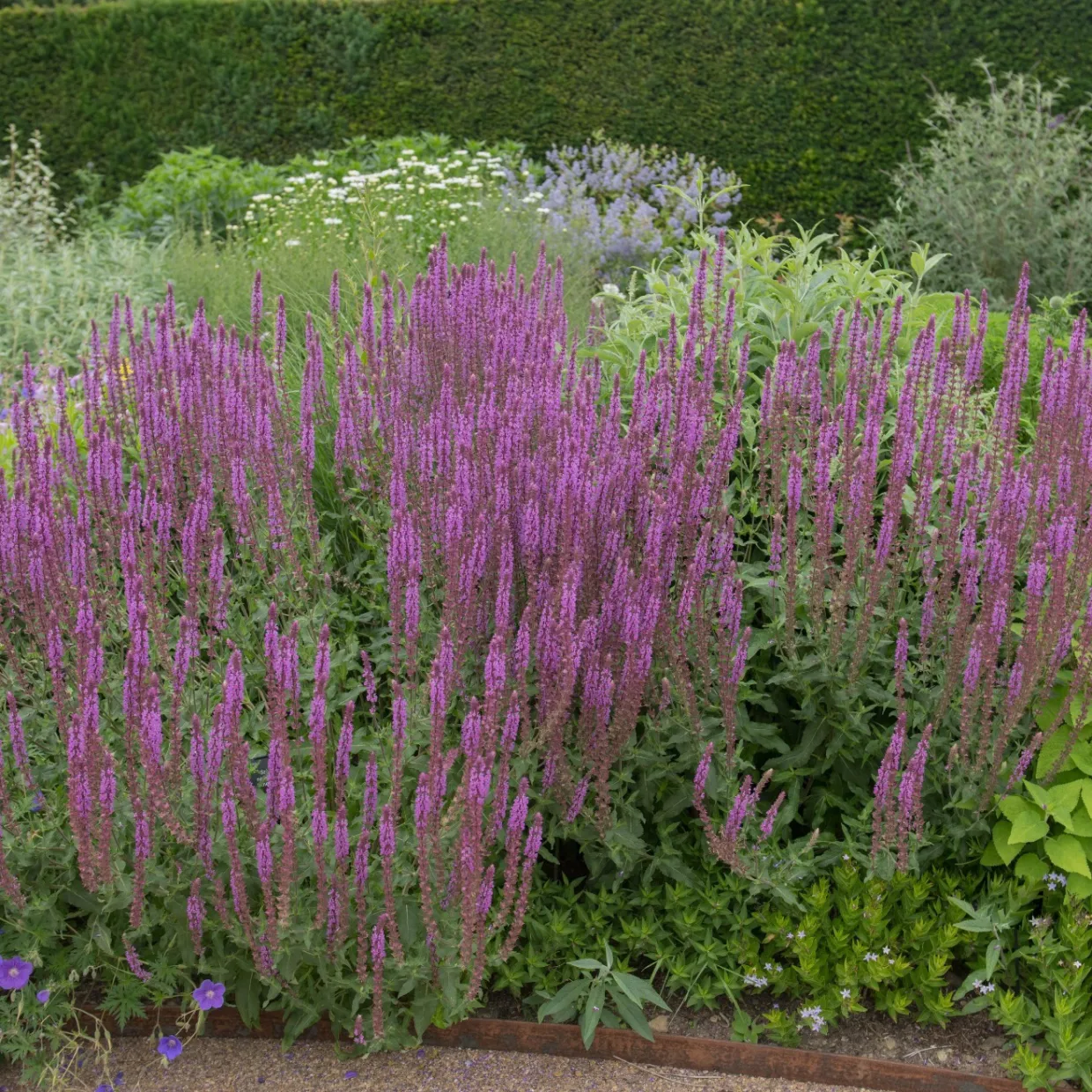 Stäppsalvia Amethyst