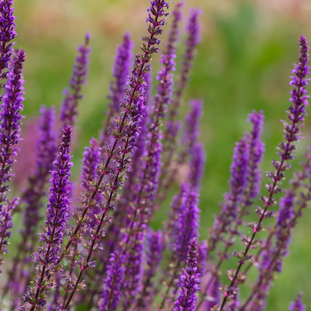 Stäppsalvia Amethyst
