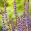 Stäppsalvia Blaukönigin