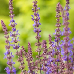 Stäppsalvia Blaukönigin