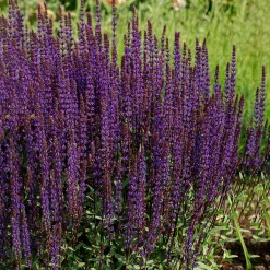 Stäppsalvia Caradonna