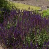 Stäppsalvia Mainacht