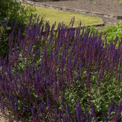 Stäppsalvia Mainacht