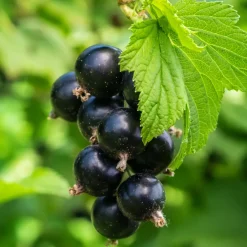 Svart Vinbär Ribes Nigrum Öjebyn E