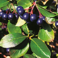 Svartaronia