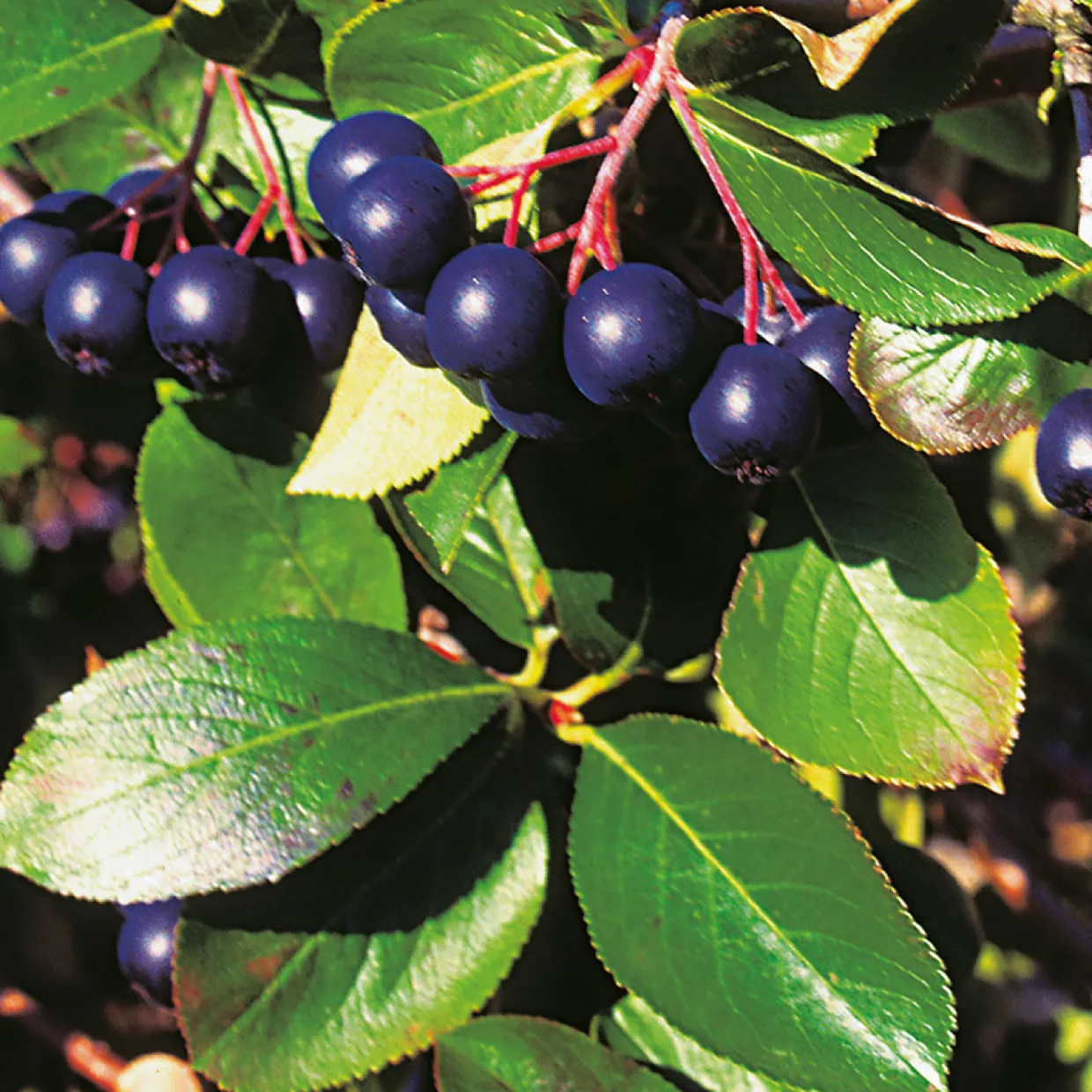 Svartaronia