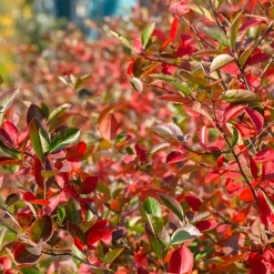 Svartaronia Aronia Mel Hugin 20-40 cm