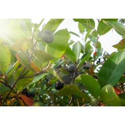 Svartaronia Aronia Mel Hugin 20-40 cm