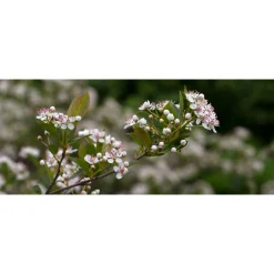 Svartaronia Aronia Mel Hugin 20-40 cm