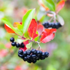 Svartaronia Aronia Mel Hugin 20-40 cm