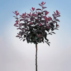 Svartplommon, Rött Lövverk & Vit Blomning, 80-90 cm