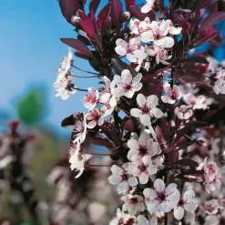 Svartplommon, Rött Lövverk & Vit Blomning, 80-90 cm
