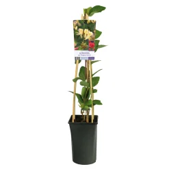 Svensk kaprifol Belgica Select 40-60 cm