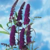 Syrénbuddleja Black Knight