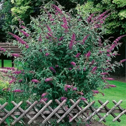 Syrénbuddleja Ile De France