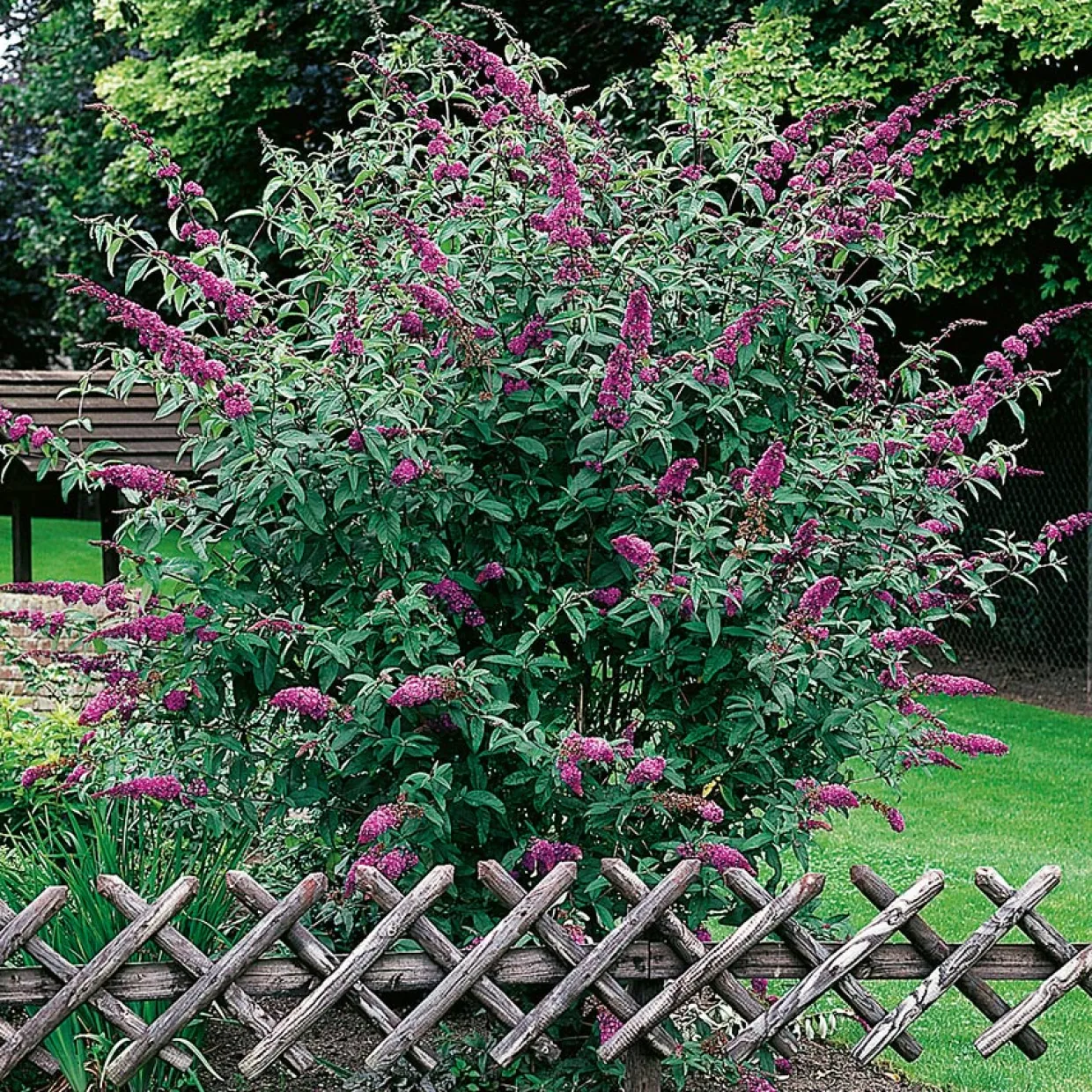 Syrénbuddleja Ile De France