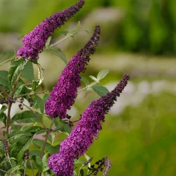 Syrénbuddleja Ile De France