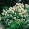 Syrénhortensia Vit