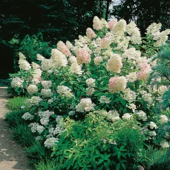 Syrénhortensia Vit