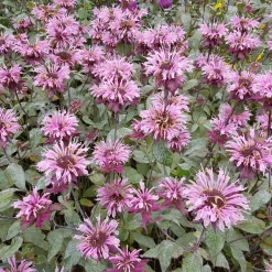 Temynta Beauty of Cobham