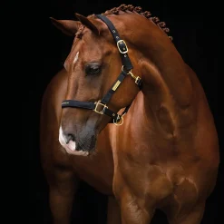 The Equestrian Life Cob