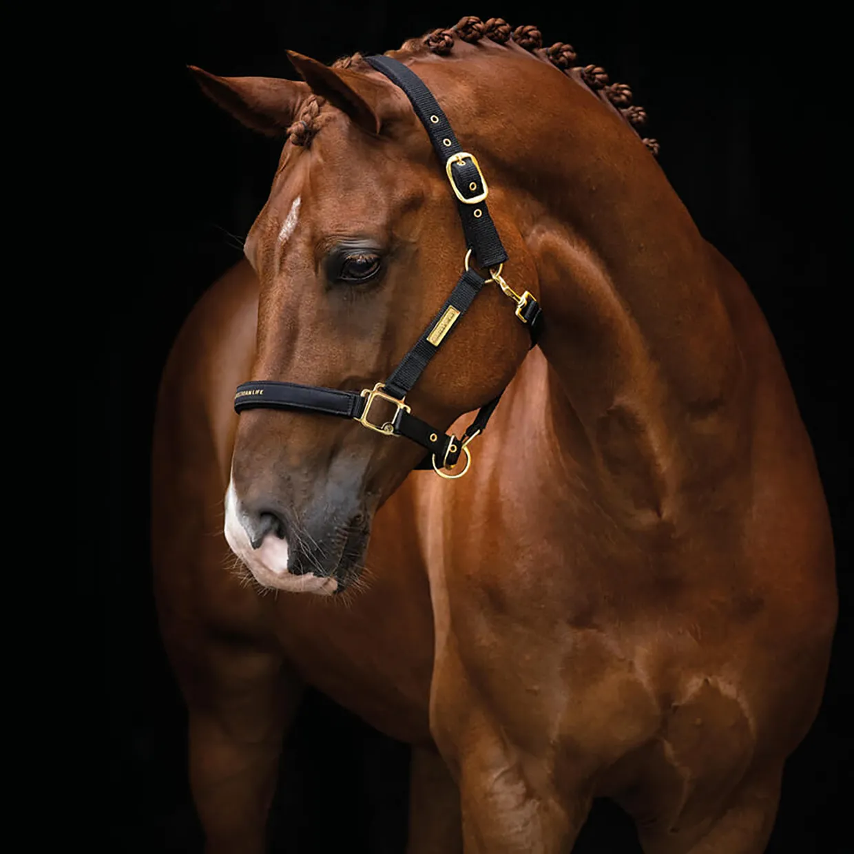 The Equestrian Life Cob