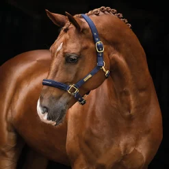 The Equestrian Life Ponny
