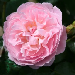 The Generous Gardener