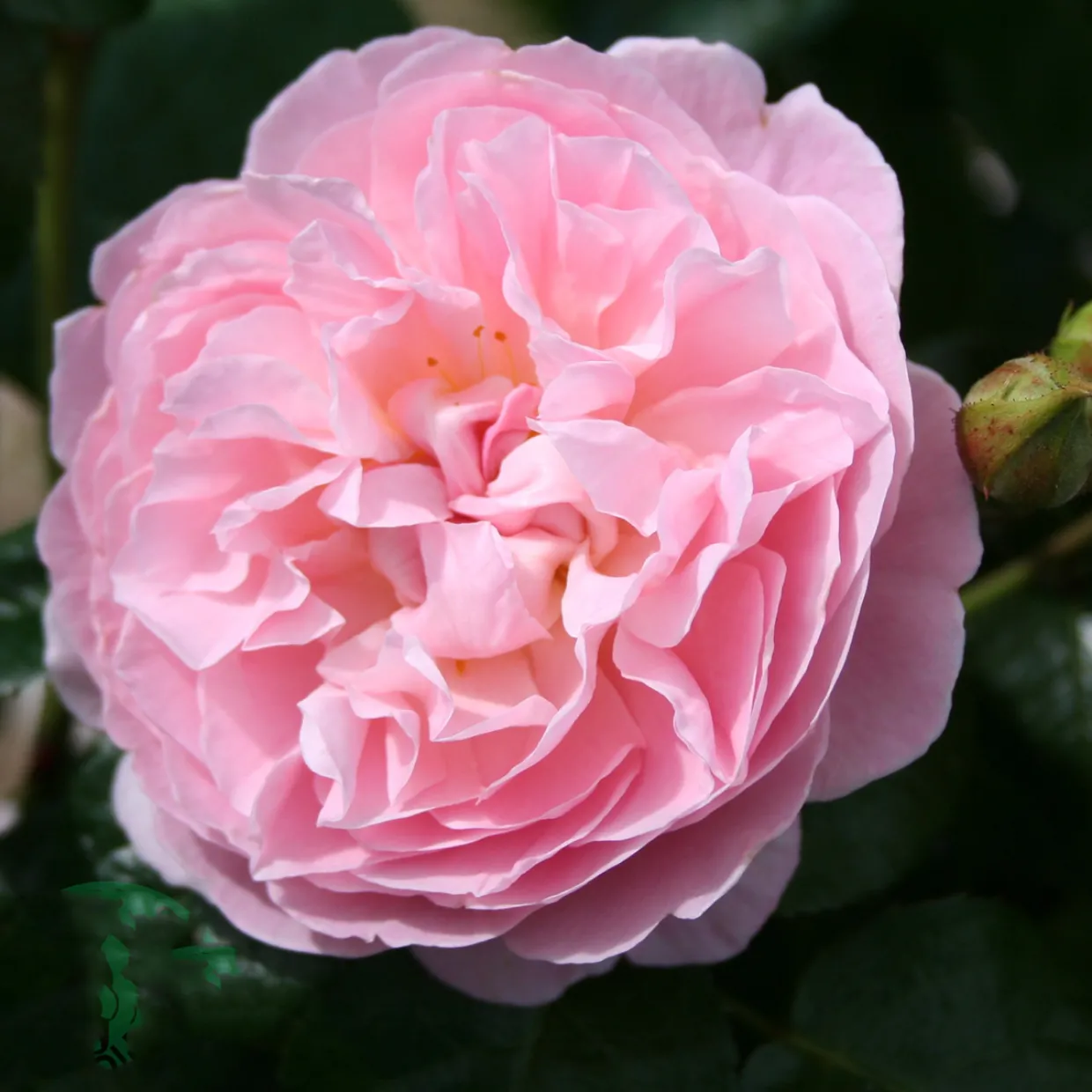 The Generous Gardener