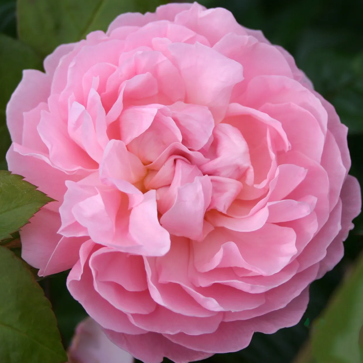 The Generous Gardener
