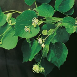 Tilia Cordata 150-200 cm