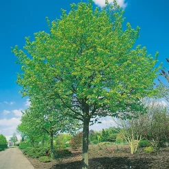 Tilia Cordata Greenspire 150-200 cm
