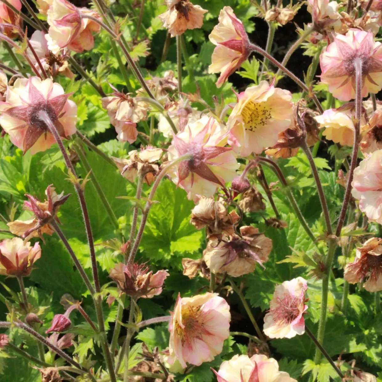 Trädgårdsnejlikrot Geum Pretticoats Peach