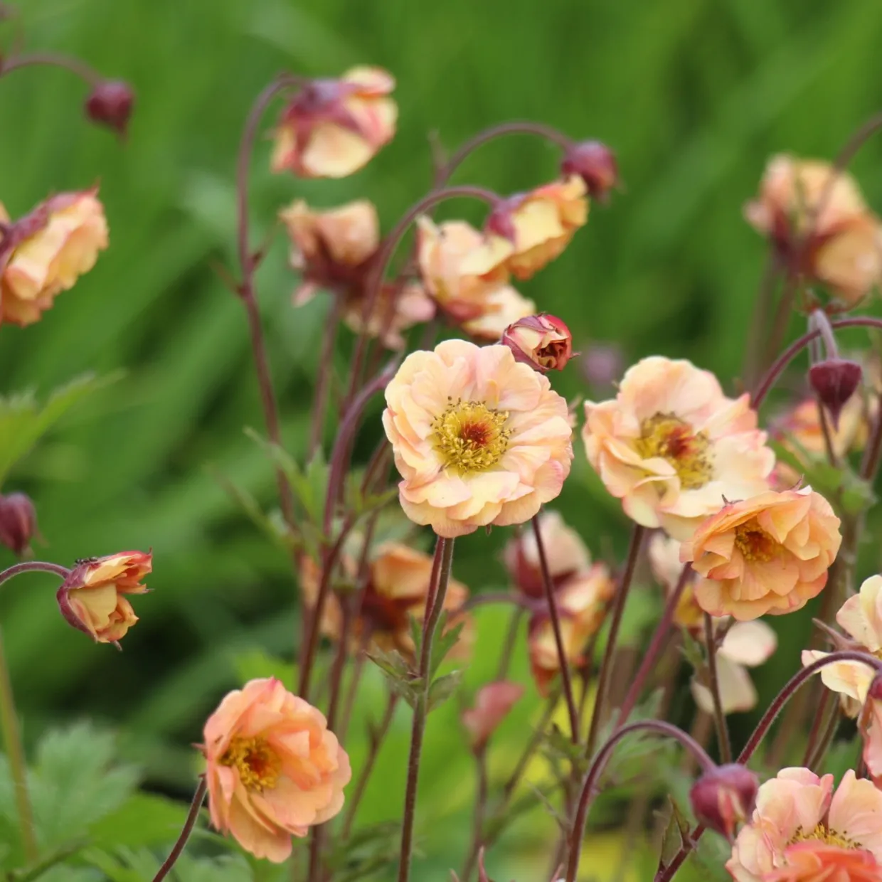 Trädgårdsnejlikrot Geum Pretticoats Peach