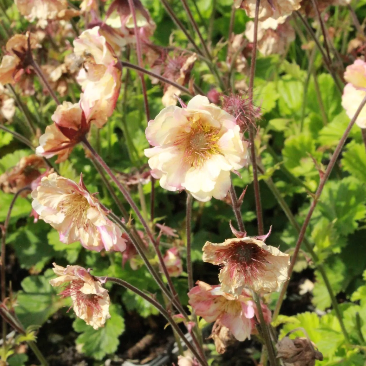 Trädgårdsnejlikrot Geum Pretticoats Peach