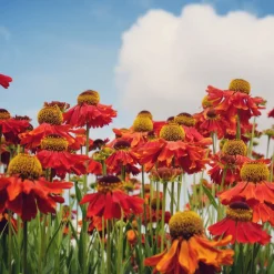 Trädgårdssolbrud Helenium Autumnale Gr. Moerheim Beauty