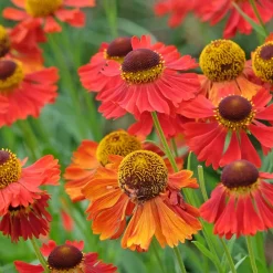 Trädgårdssolbrud Helenium Autumnale Gr. Moerheim Beauty