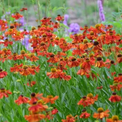 Trädgårdssolbrud Helenium Autumnale Gr. Moerheim Beauty