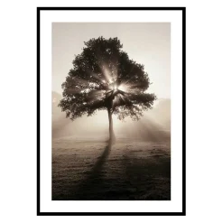 Tree In Sunrise