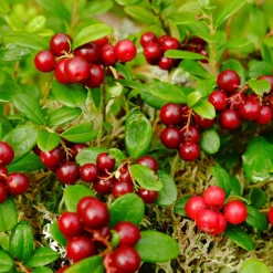Vaccinium Vitis-Idaea Balsgård Sussi