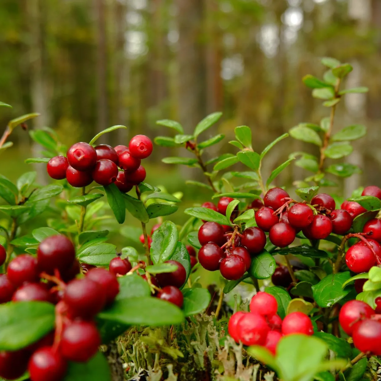 Vaccinium Vitis-Idaea Balsgård Ida