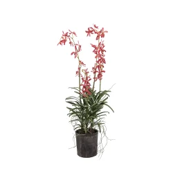 Vanda