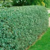 Vinterliguster Liga 50-80 cm 6-10 Grenar