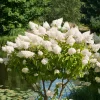 Vit Hortensia - Uppstammad Syrenhortensia, 80-100 cm